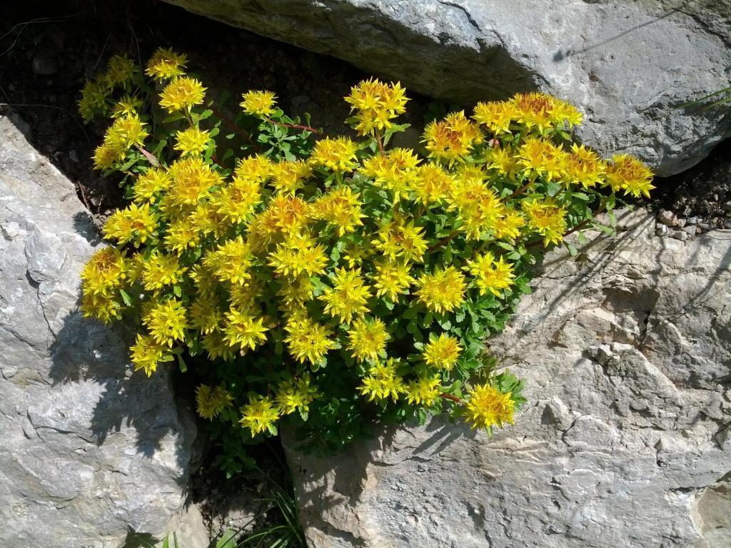 Villa Otto Santa Cristina Val Gardena Eksteriør bilde