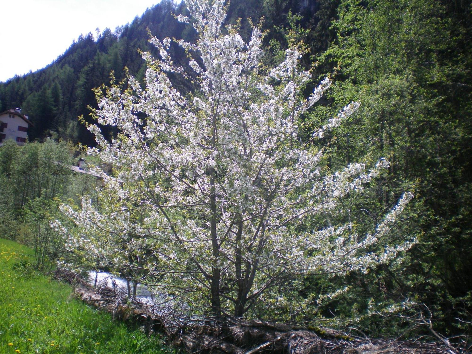 Villa Otto Santa Cristina Val Gardena Eksteriør bilde